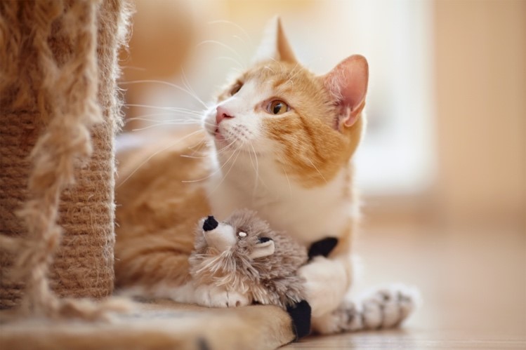 Retrato de un gato rojo doméstico en el suelo con un juguete.