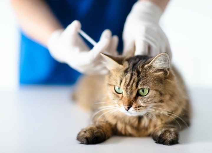 Veterinario en la clínica veterinaria que administra el gato para inyección