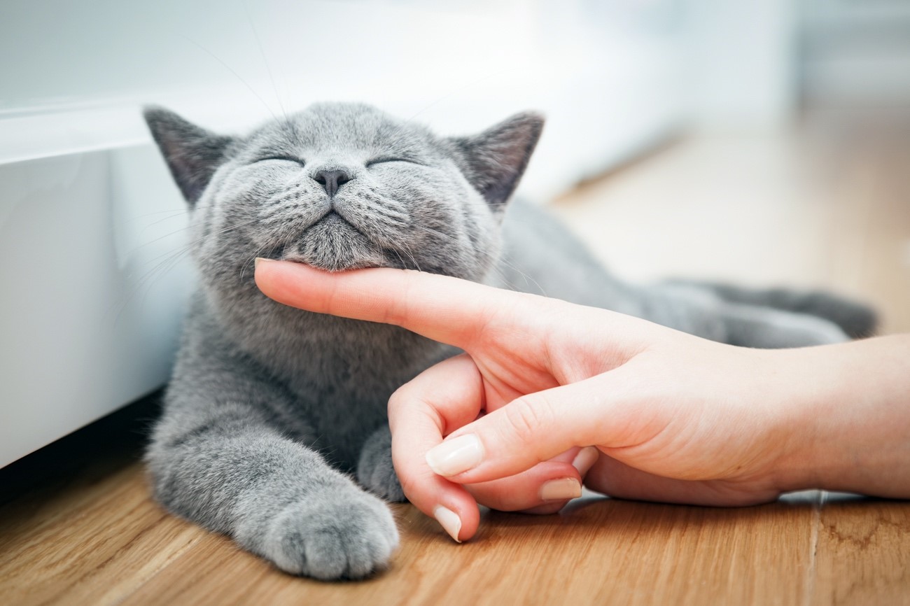 Gatito del post La mejor forma de hacer feliz a tu gatito