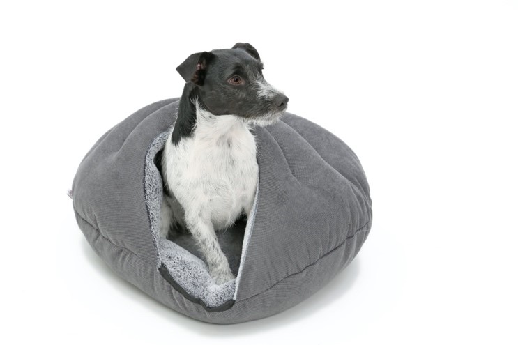 Jack-Russell-Terrier en cama de perro.